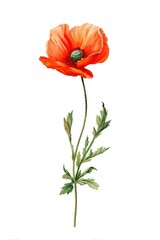 Obraz premium Elegant red poppy flower illustration isolated on a white background