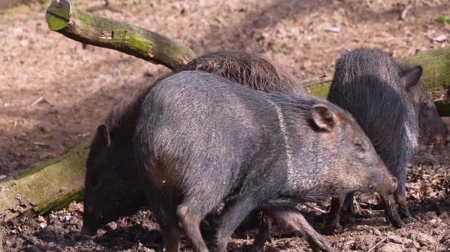 Close up of a black peccary pig family moving around mud on a sunny summer day searching and looking around