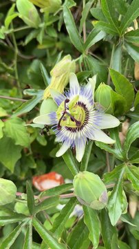 Close-up of a bumblebee collecting nectar on a blooming passion flower (Passiflora), showcasing natural pollination, vibrant floral details and authentic garden ambience.