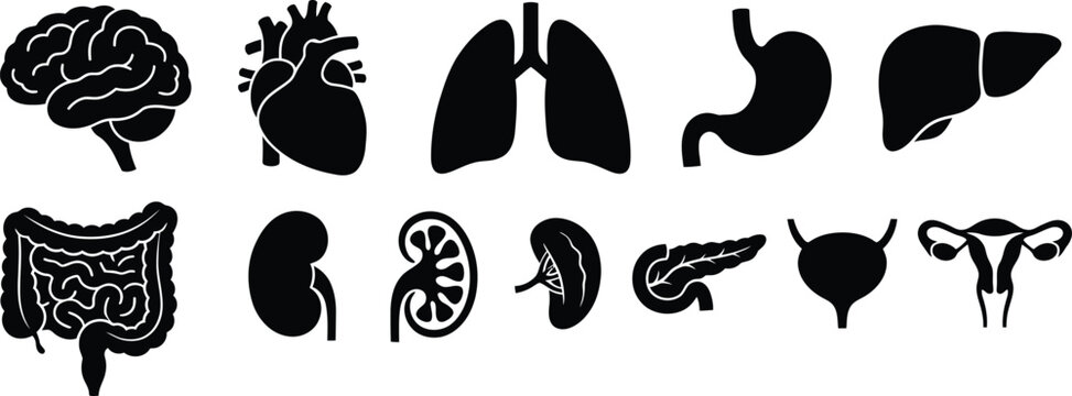 Human internal organs silhouette collection medical illustration