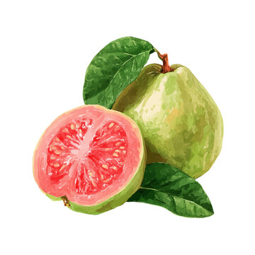 Detailed watercolor painting of Guava, isolated on white background