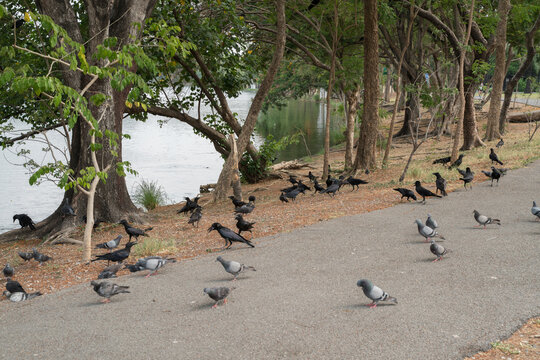birds walking on ground