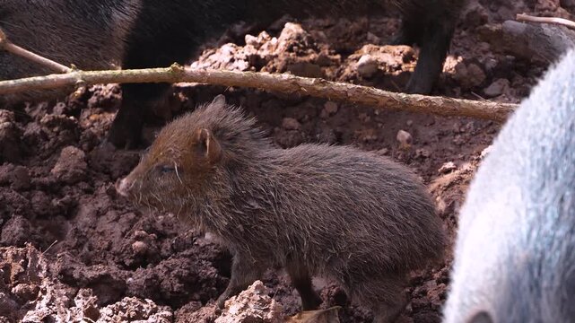 Close up of a black peccary pig family moving around mud on a sunny summer day searching and looking around