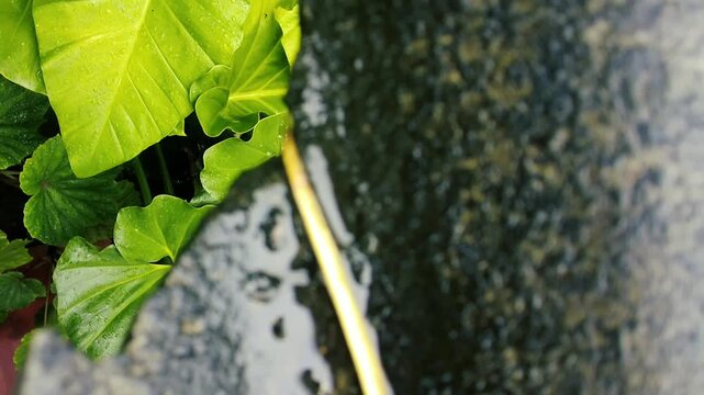 High angle view of fresh green leaves covered in water droplets with a blurred dark foreground