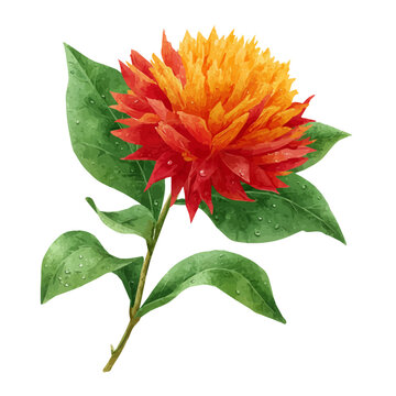 Safflower, watercolor design element isolated on white background