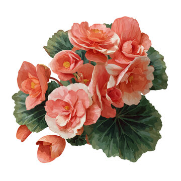 Begonia Bouquet, realistic watercolor artwork on white background