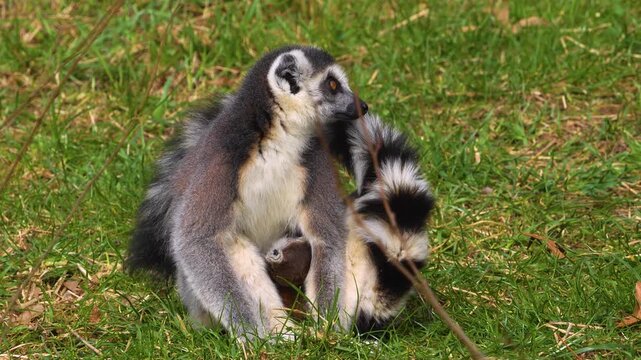 close up Ring-tailed or ringtail lemur catta or Katta with babies resting on a meadow on a sunny summer day