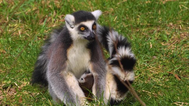 close up Ring-tailed or ringtail lemur catta or Katta with babies resting on a meadow on a sunny summer day