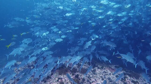 タイのタオ島チュンポンピナクルでダイビング中に遭遇した数千匹のギンガメアジの大群