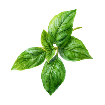 Basil Leaf, watercolor illustration isolated on white background