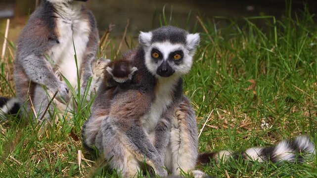 close up Ring-tailed or ringtail lemur catta or Katta with babies resting on a meadow on a sunny summer day
