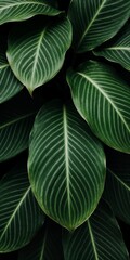 Obraz premium Elegant Close-up of Deep Green Tropical Leaves on Black Background