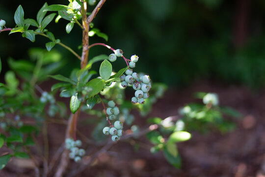 Unripe blueberries growing on a garden bush outdoors, fresh summer fruit, homegrown harvest, organic gardening, natural botanical detail.