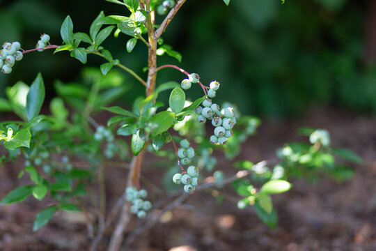Unripe blueberries growing on a leafy garden bush outdoors, fresh summer fruit, organic homegrown harvest, natural botanical detail.