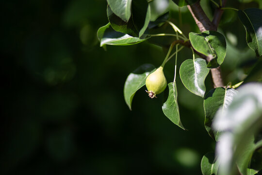 Green pear growing on a leafy tree branch outdoors, home garden fruit, natural harvest, summer orchard detail, fresh botanical lifestyle.