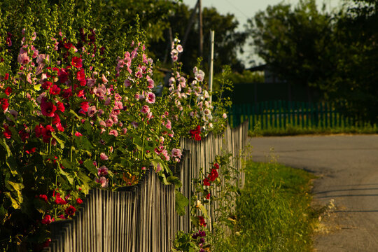 Vibrant Pink and Red Hollyhock Flowers Blooming Along a Village Wooden Fence