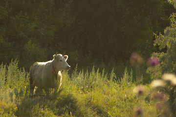 Naklejka premium White Cow Standing in a Grassy Meadow Field at Golden Hour