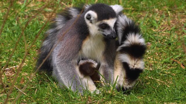 close up Ring-tailed or ringtail lemur catta or Katta with babies resting on a meadow on a sunny summer day