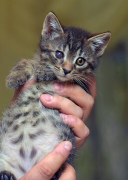 a small kitten with a tiger coloring and a noticeable eye defect 