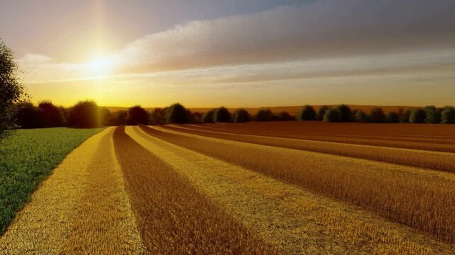Golden Sunrise Over Harvested Field with Parallel Stubble Rows