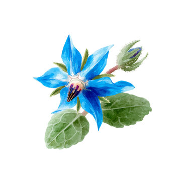 Watercolor drawing of Borage Flower, on clean white background
