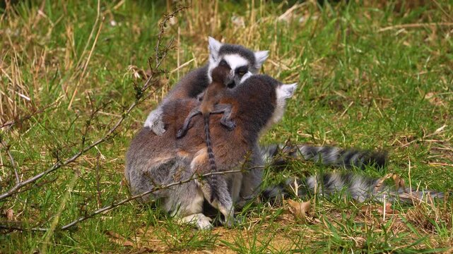 close up Ring-tailed or ringtail lemur catta or Katta with babies resting on a meadow on a sunny summer day