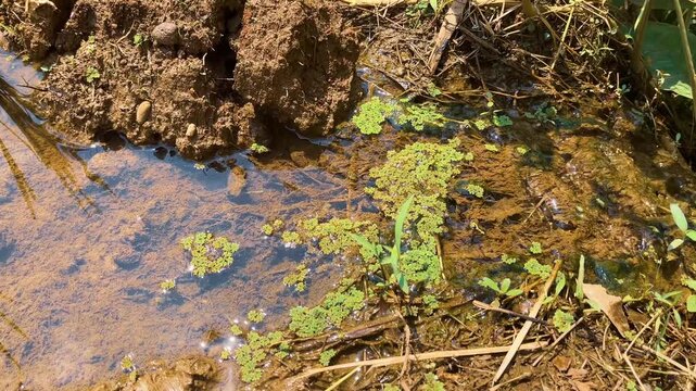 Small water stream with green duckweed on muddy ground