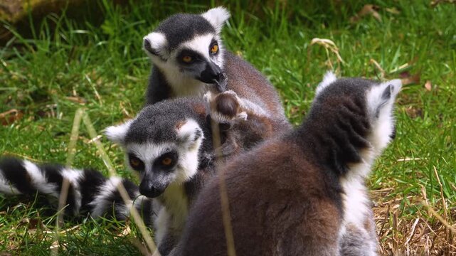 close up Ring-tailed or ringtail lemur catta or Katta with babies resting on a meadow on a sunny summer day