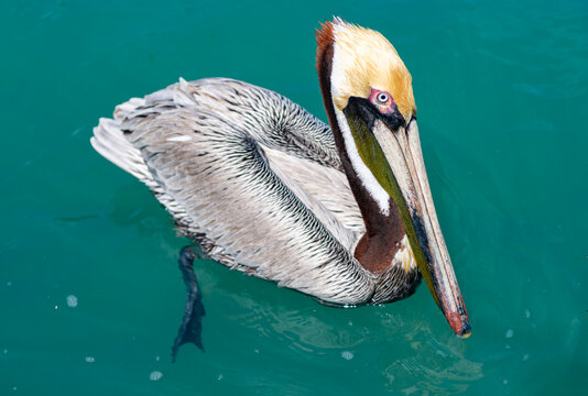 Pelican migration. Bird swim in formation. Birds migration. Flock of pelican bird. Migratory birds migration. Wild migrating pelican flying. Pelican swimming in sea. Flock of birds. Fauna and nature
