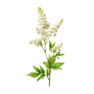Meadowsweet, isolated watercolor element on white background