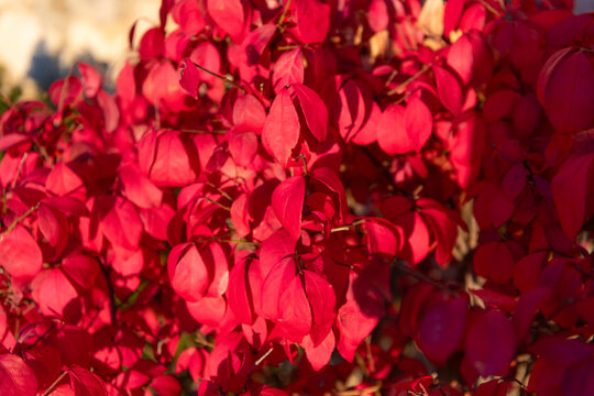 Red autumn leaf natural background. Autumn nature. Red tree leaves. Seasonal autumnal tree. October color. Autumn red leaves. Leaves red color. Nature in fall season. Fall season weather