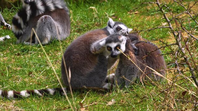 close up Ring-tailed or ringtail lemur catta or Katta with babies resting on a meadow on a sunny summer day
