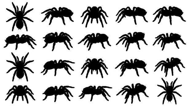 Realistic Tarantula Vector Collection Isolated Spider Wildlife Illustration Set
