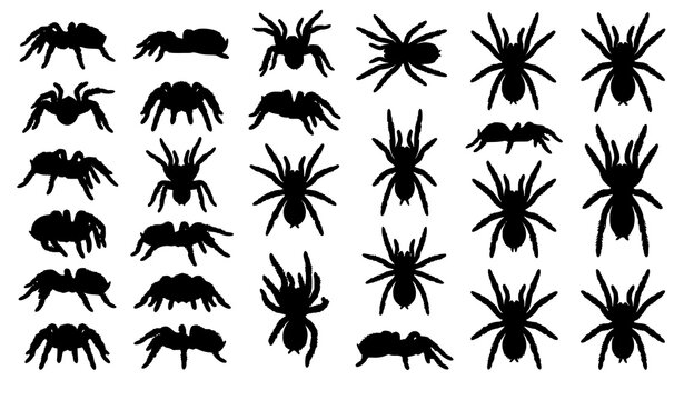 Tarantula Spider Vector Illustration Collection Realistic Arachnid Set