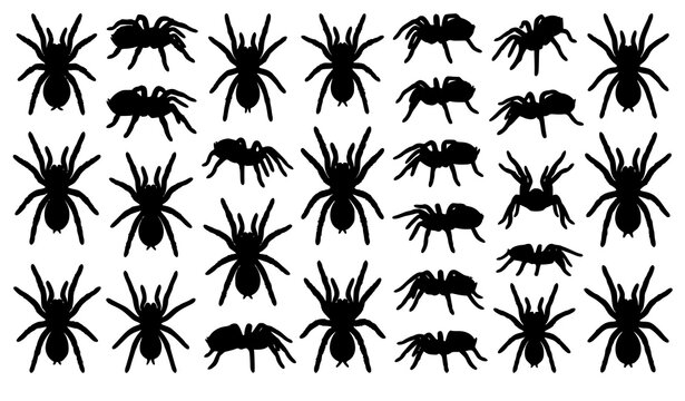 Realistic Tarantula Spider Vector Set Isolated Wildlife Arachnid Collection
