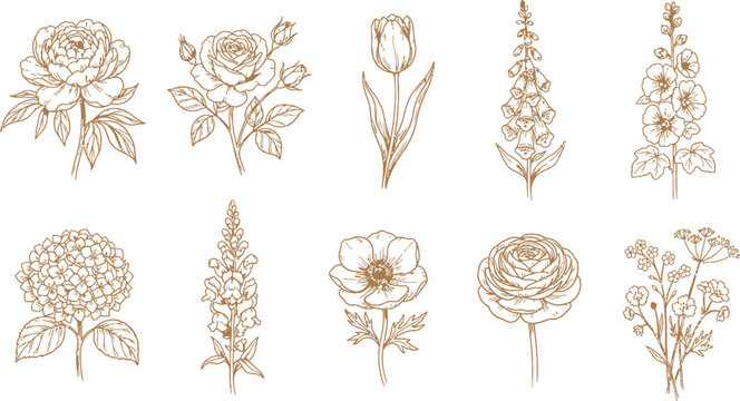 Vintage botanical illustration of various flowers in sketched line art on a white background