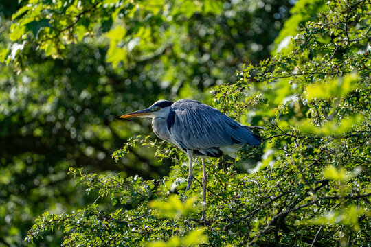 Grey heron in profile perched on a leafy branch