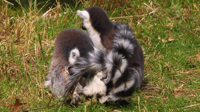close up Ring-tailed or ringtail lemur catta or Katta with babies resting on a meadow on a sunny summer day
