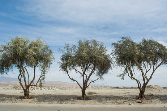 Three sculpted green olive trees standing symmetrically in a row along a sandy desert roadside under a cloudy sky.