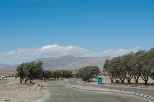 A winding newly paved road cutting through a desert neighborhood landscape with olive trees blowing in the wind.