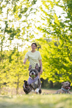 A dog mom playing fetch with her two adopted pitbull dogs in the spring. 