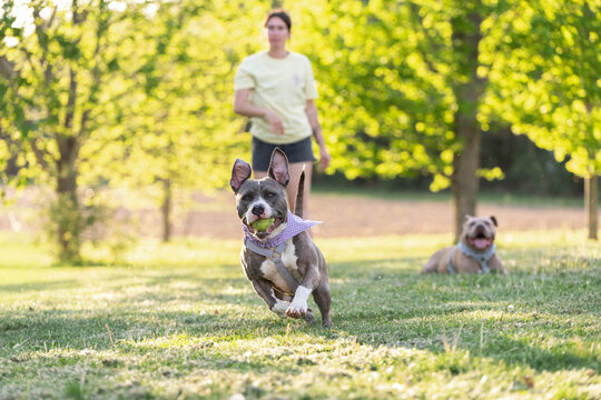 A dog mom playing fetch with her two adopted pitbull dogs in the spring. 