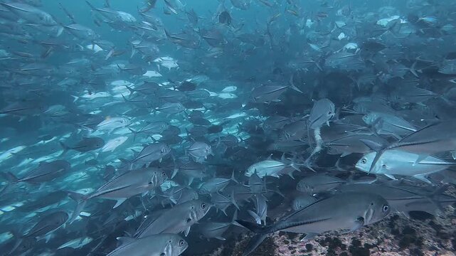 タイのタオ島チュンポンピナクルでダイビング中に遭遇した数千匹のギンガメアジの大群