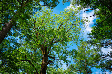 Fototapeta premium Tree forest canopy leaf branch sky blue green nature woodland view upward through lush tree canopy, leafy branch, and tall trunk under bright blue sky with soft cloud in peaceful natural scenery