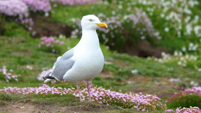 Herring Gull (Larus argentatus) Walking and Stopping on Grassy Coastal Hillside