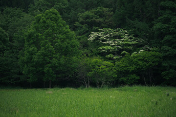 Green forest meadow tree grass woodland nature landscape foliage rural summer © chokniti