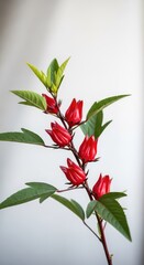 Obraz premium Vibrant red roselle hibiscus calyxes grow on a natural stem with green leaves. These ruby pods are perfect for organic tea and wellness, calyx, flower, ingredient