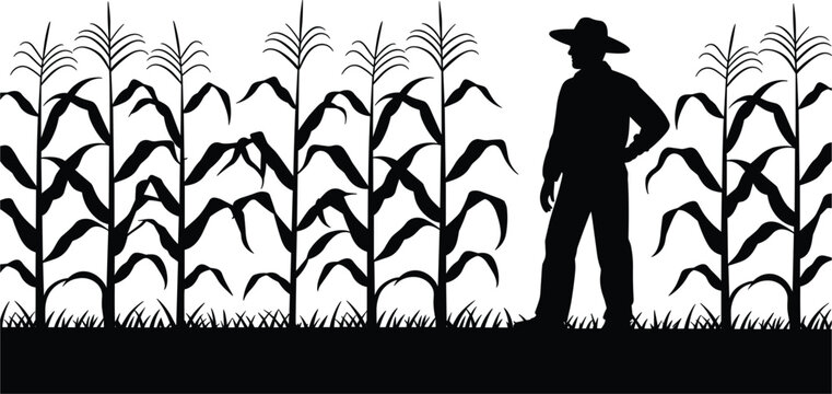 Farmer standing in corn field silhouette vector illustration, agricultural worker inspecting crop on white background