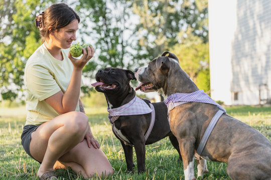 A dog mom playing fetch with her two adopted pitbull dogs in the spring. 