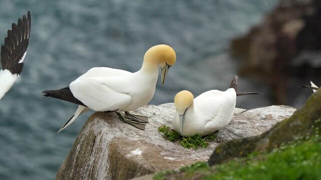 Northern Gannet (Morus bassanus) Pair Tending to Nest on Coastal Cliff Edge